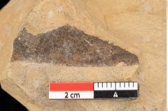 Foto (Detailansicht) von Quercus palaeoilex Ettingshausen (NHMW-GEO-2024-0188-0741)